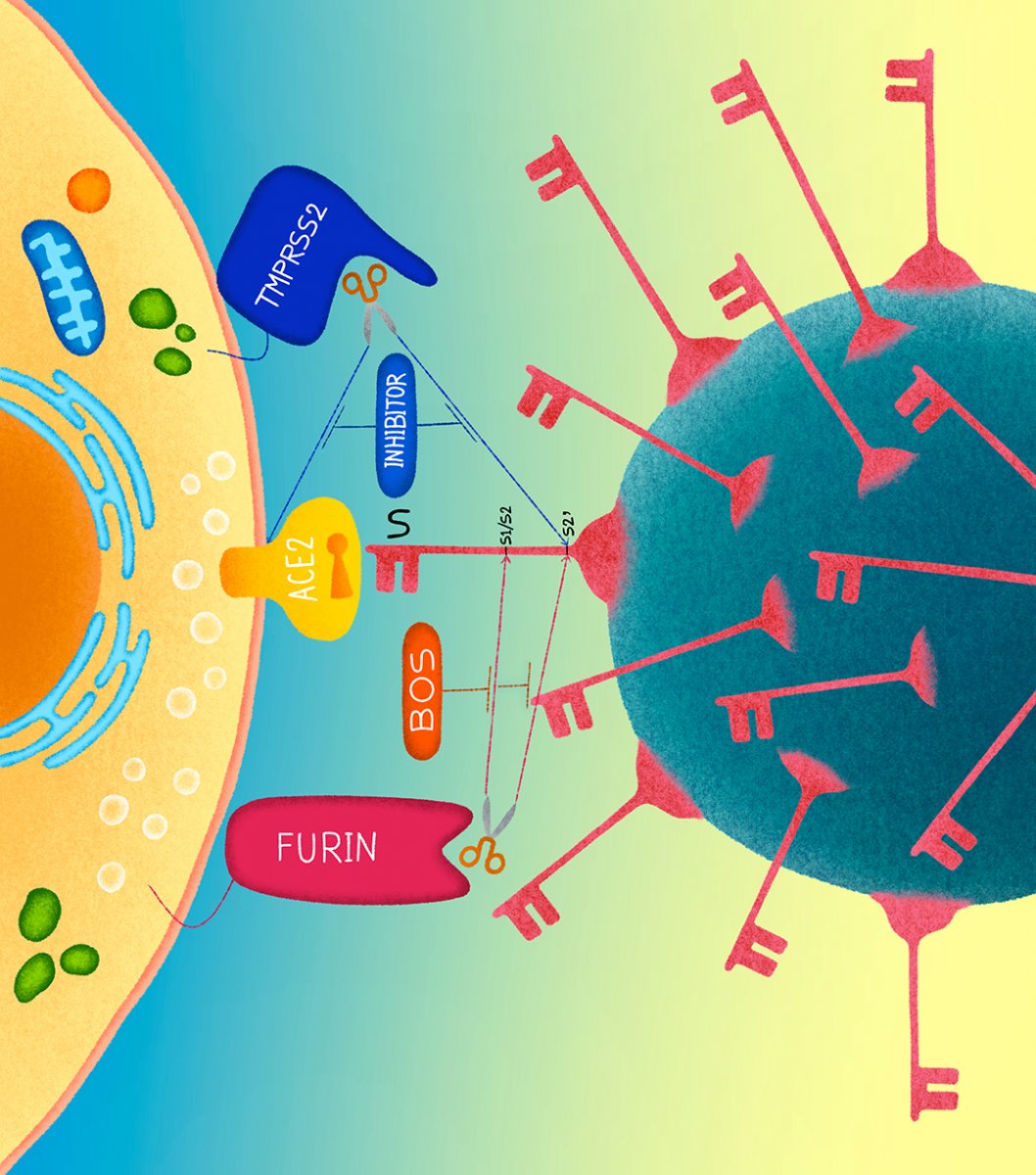 Understanding COVID-19 : A Major Breakthrough Thanks To The Work Of Drs ...